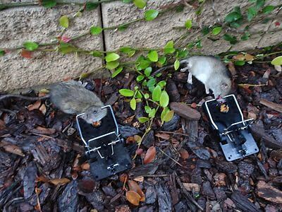 mouse trapping